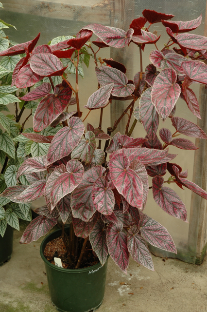B. ‘Maurice Amey’